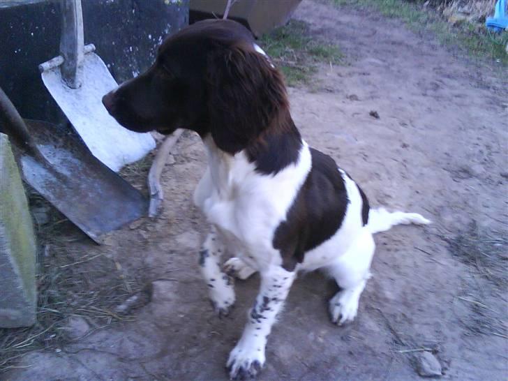 Engelsk springer spaniel Mathilde - Kom nu :D billede 7