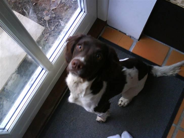 Engelsk springer spaniel Mathilde - Hvorfor står du med din tlf?? Når jeg vil ud xD billede 8