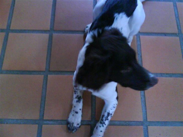 Engelsk springer spaniel Mathilde - En FLUE     8D billede 9