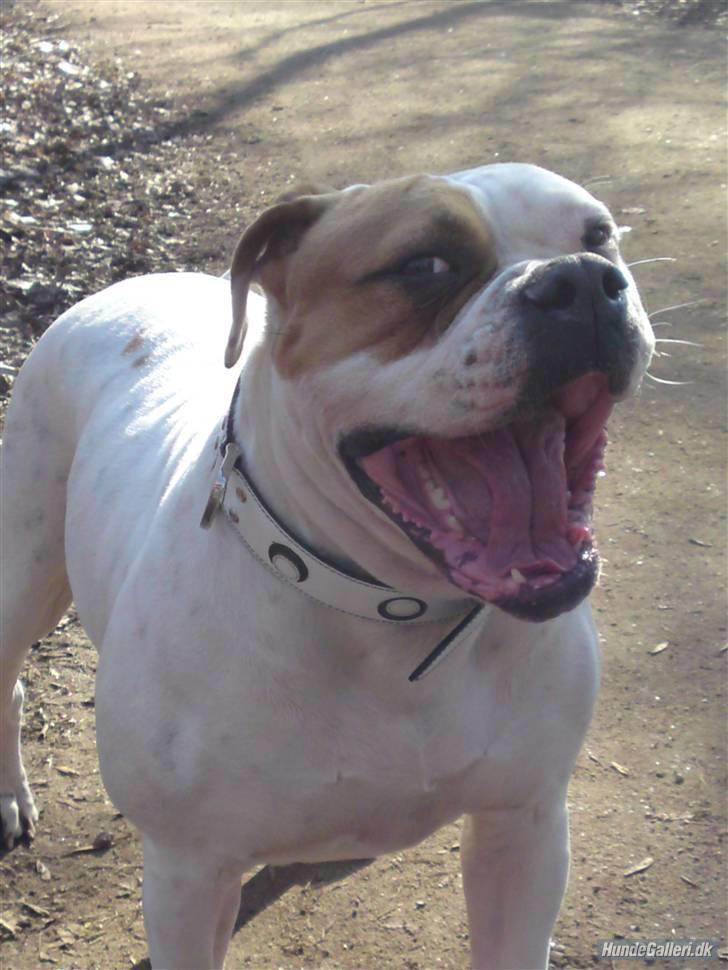 Amerikansk bulldog Østergård`s donna R.I.P - keder mig billede 1