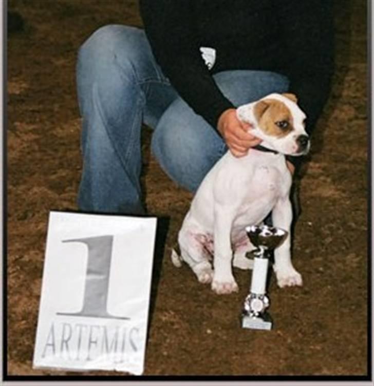 Amerikansk bulldog Østergård`s donna R.I.P - donna`s første show og en 1 plads.. 12 uger gammel billede 2