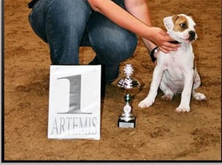Amerikansk bulldog Østergård`s donna R.I.P - 2 dagen på første show og en 1 plads mere billede 3