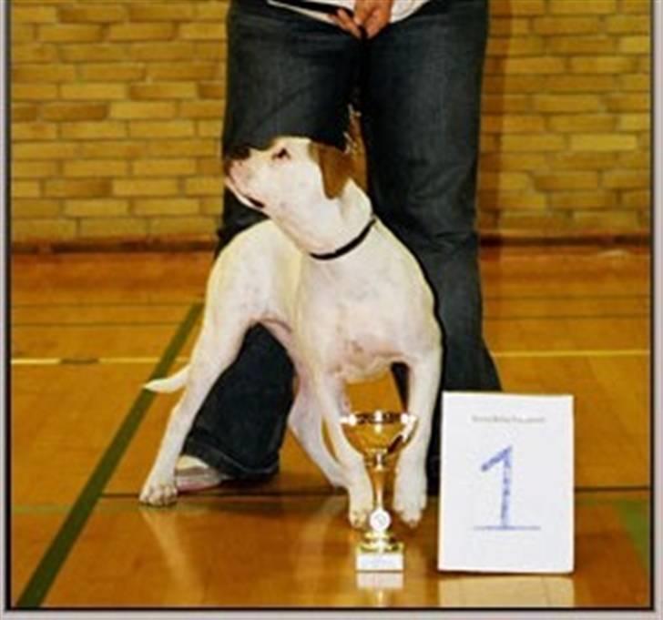 Amerikansk bulldog Østergård`s donna R.I.P - donna`s 3 show og en 1 plads ca. 8 mån. gammel billede 4