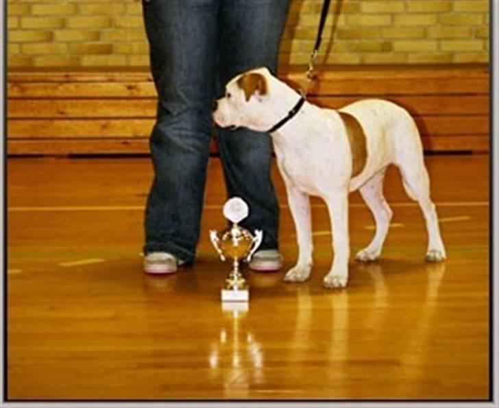 Amerikansk bulldog Østergård`s donna R.I.P - donna blev best bully puppi female in show billede 5