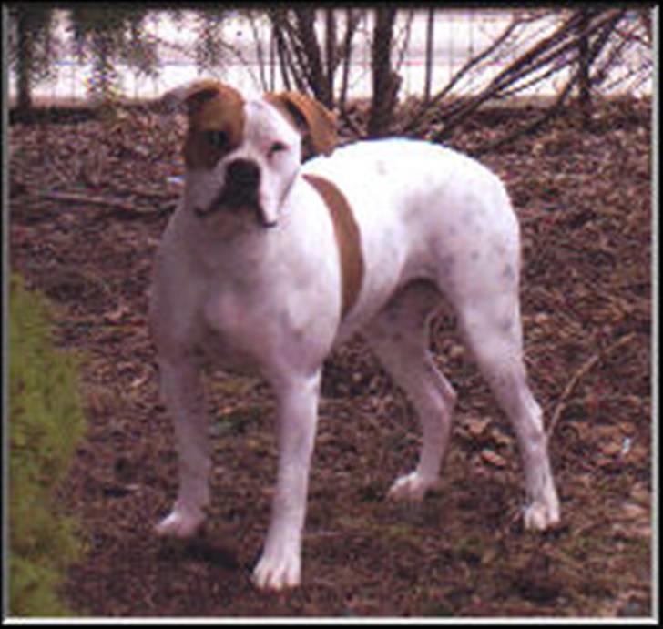 Amerikansk bulldog Østergård`s donna R.I.P - lure i haven billede 6