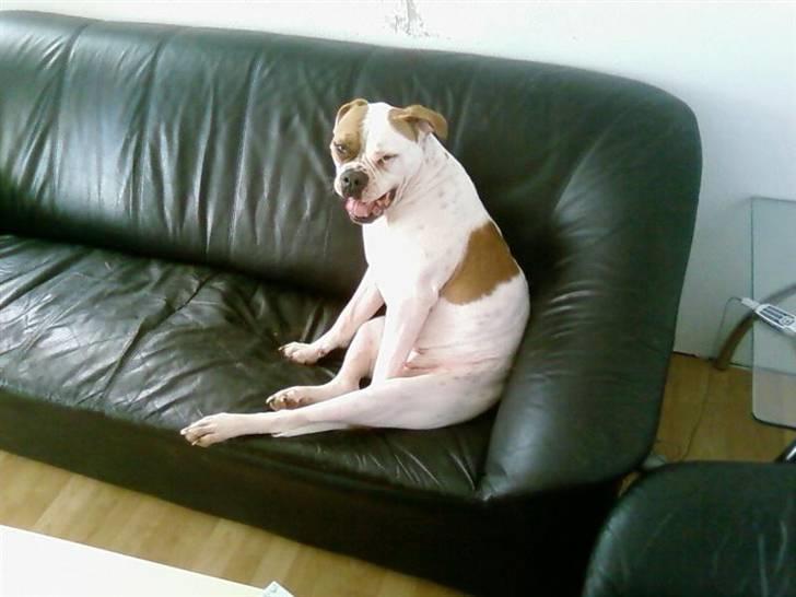 Amerikansk bulldog Østergård`s donna R.I.P - donna evig træt  billede 8