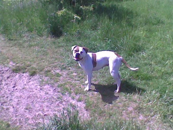 Amerikansk bulldog Østergård`s donna R.I.P - hygger på en tur i hundeskoven billede 9