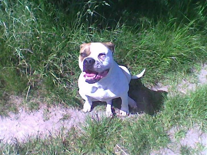 Amerikansk bulldog Østergård`s donna R.I.P - så er hun træt igen billede 10