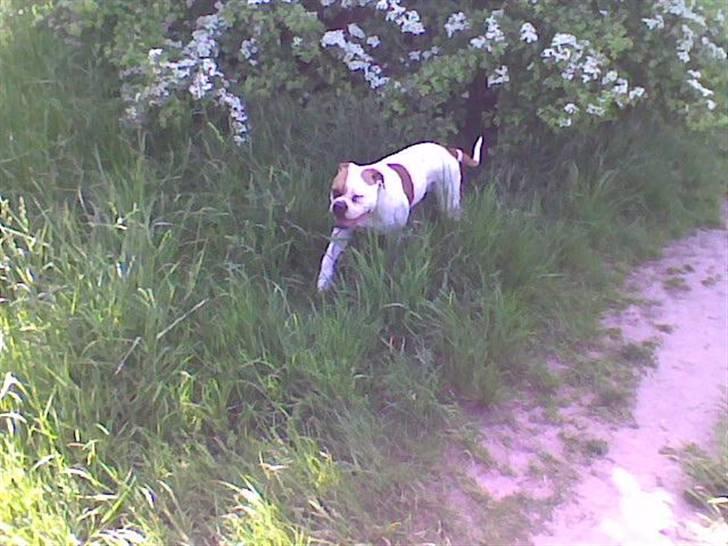 Amerikansk bulldog Østergård`s donna R.I.P billede 11