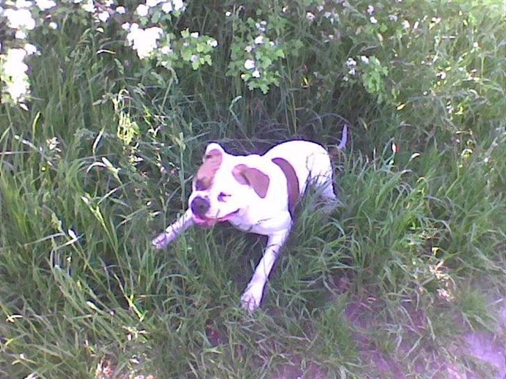 Amerikansk bulldog Østergård`s donna R.I.P - klar til angreb på hendes perleveninde billede 12