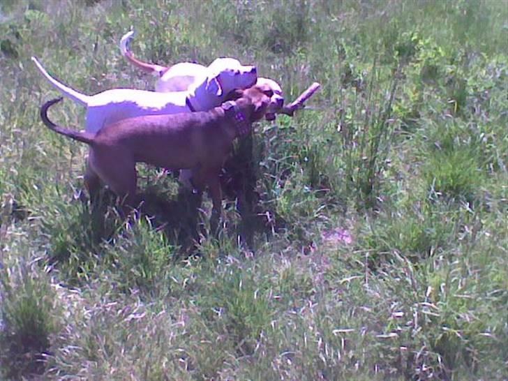 Amerikansk bulldog Østergård`s donna R.I.P - hygger med tøserne billede 13