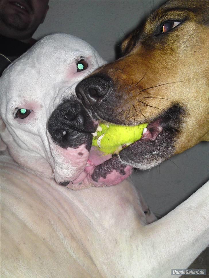 Amerikansk bulldog aja R:I:P - det er MIN bold billede 1