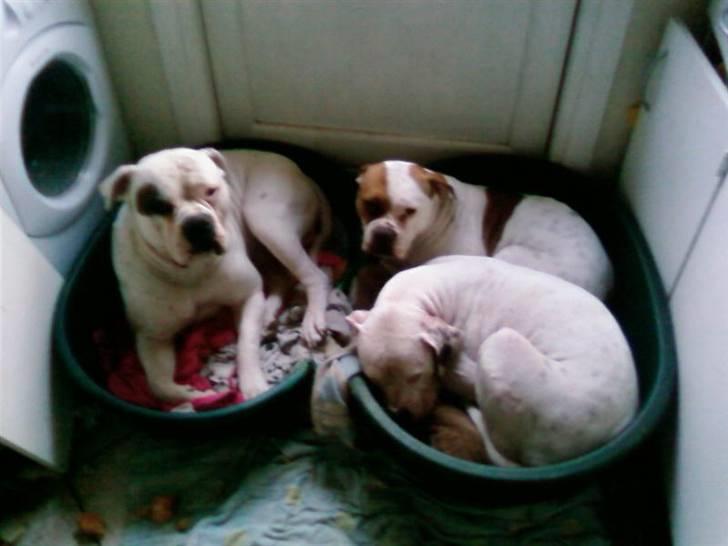 Amerikansk bulldog aja R:I:P - putter med donna og carlos billede 3