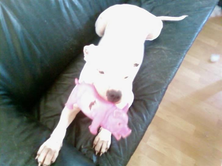 Amerikansk bulldog aja R:I:P - aja med hendes elskede gris billede 4