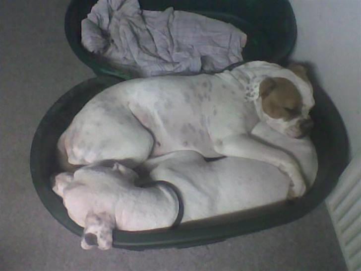 Amerikansk bulldog aja R:I:P - de 2 elsker at ligge sammen  billede 5