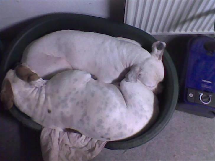 Amerikansk bulldog aja R:I:P - find en hund billede 6