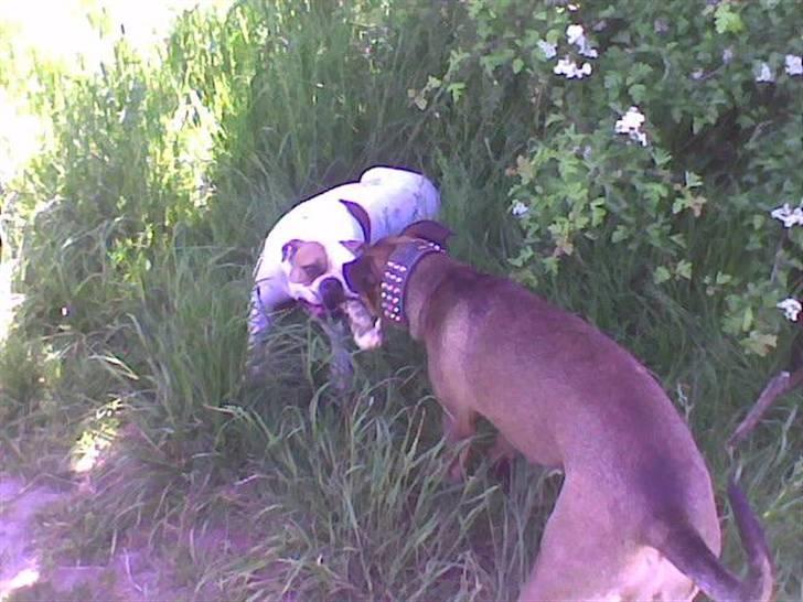 Amerikansk bulldog Østergård`s donna R.I.P - donna leger med sin perleveninde  billede 14