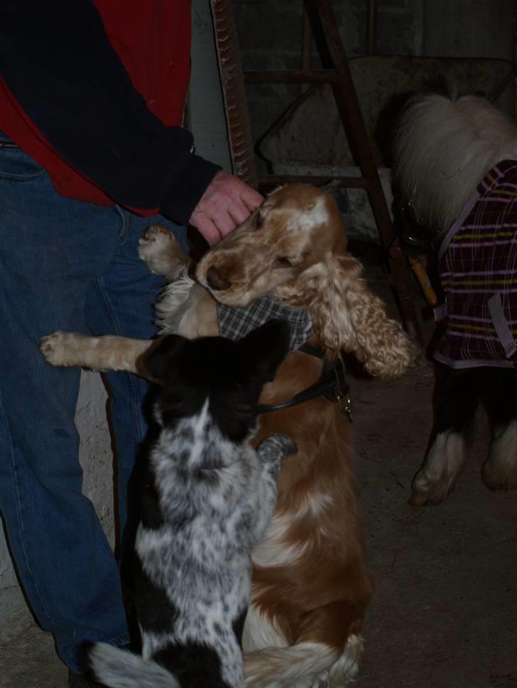 Blanding af racer Lucky - 27. februar 2009 billede 15