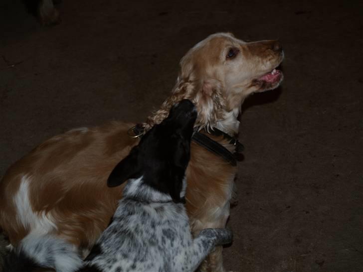 Blanding af racer Lucky - 27. februar 2009 billede 16