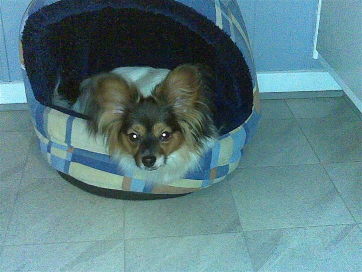 Papillon Dolly Parton billede 15