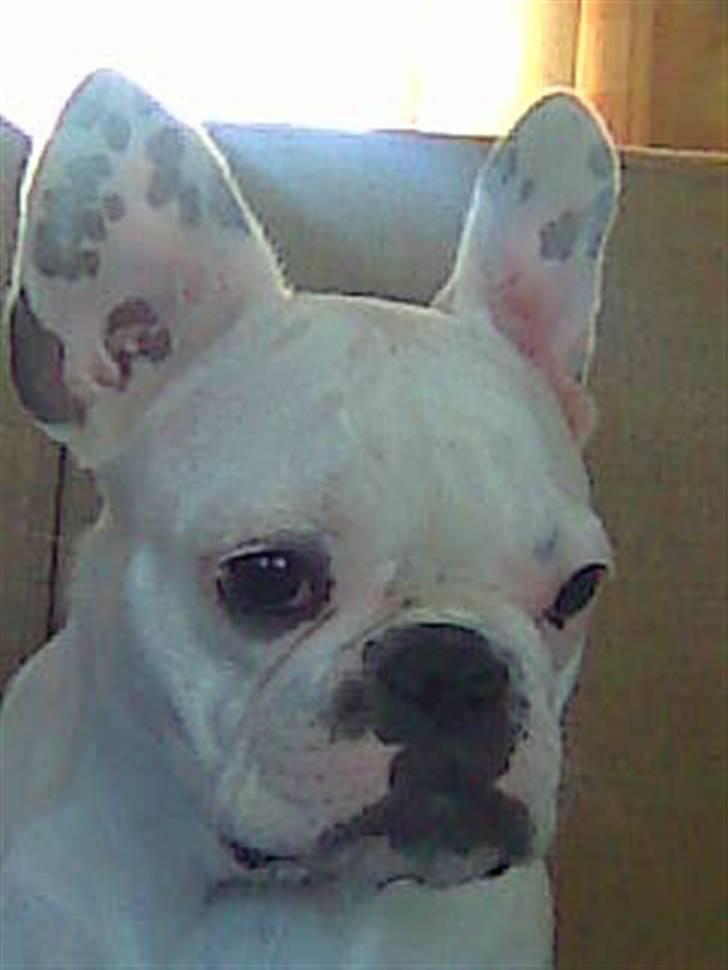 Fransk bulldog Zulo billede 6