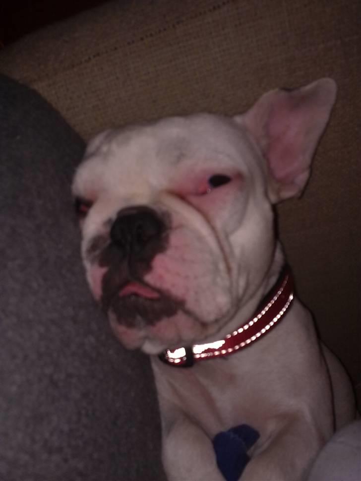 Fransk bulldog Zulo billede 7