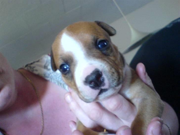 Amerikansk staffordshire terrier /Amstaff. Skurk - Skurk som baby. ca. 14 dage gammel.  billede 12