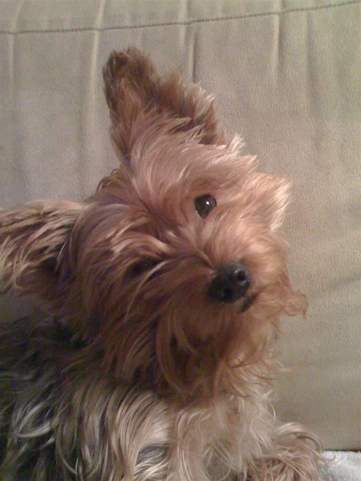 Yorkshire terrier Chi Chi billede 1