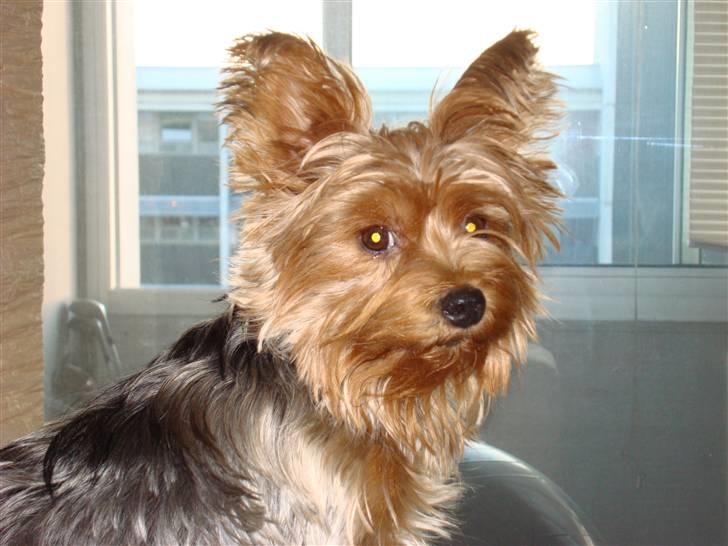Yorkshire terrier Chi Chi billede 2