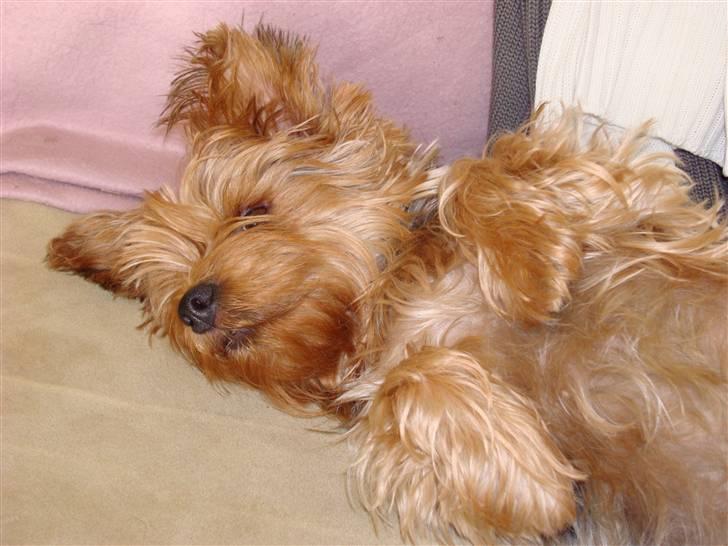 Yorkshire terrier Chi Chi billede 3