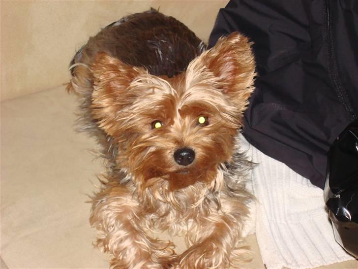 Yorkshire terrier Chi Chi billede 4
