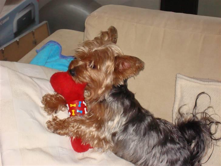 Yorkshire terrier Chi Chi billede 5