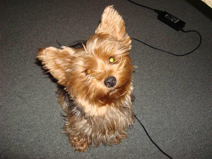 Yorkshire terrier Chi Chi billede 6