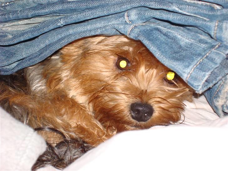 Yorkshire terrier Chi Chi billede 7