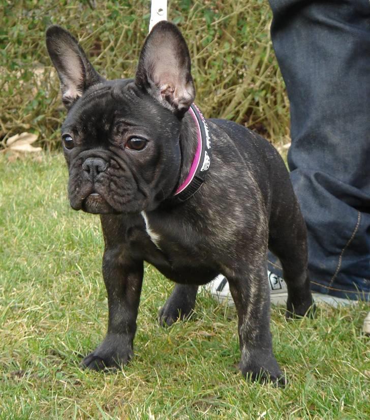 Fransk bulldog Tatarczuk DiamondLaBardot billede 17