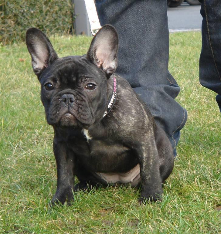 Fransk bulldog Tatarczuk DiamondLaBardot billede 18