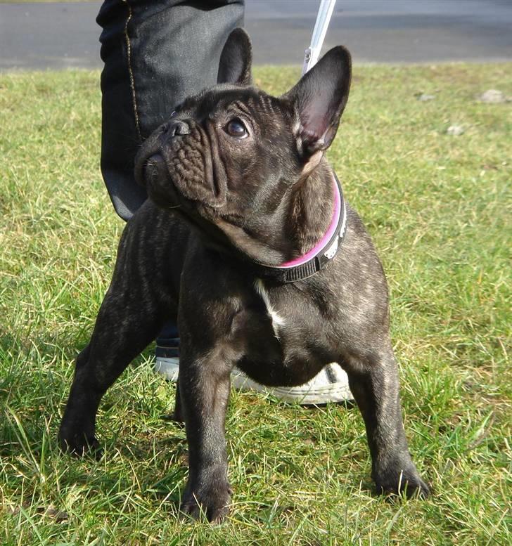 Fransk bulldog Tatarczuk DiamondLaBardot billede 19