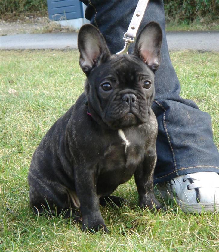 Fransk bulldog Tatarczuk DiamondLaBardot billede 20