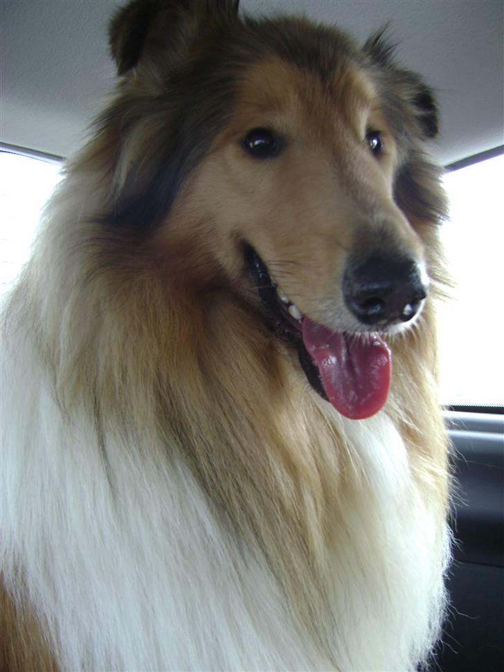 Collie langhåret Zacho - Ude og køre i bil billede 11
