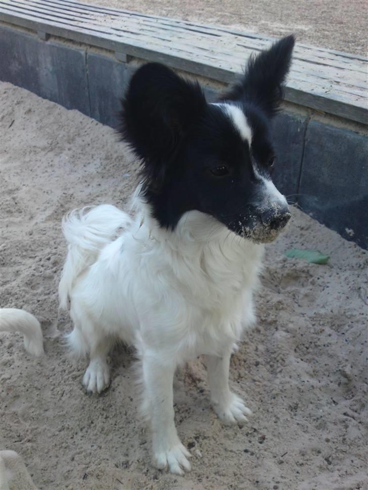 Blanding af racer Bixy Pixi - Elsker at grave.. ;P billede 1