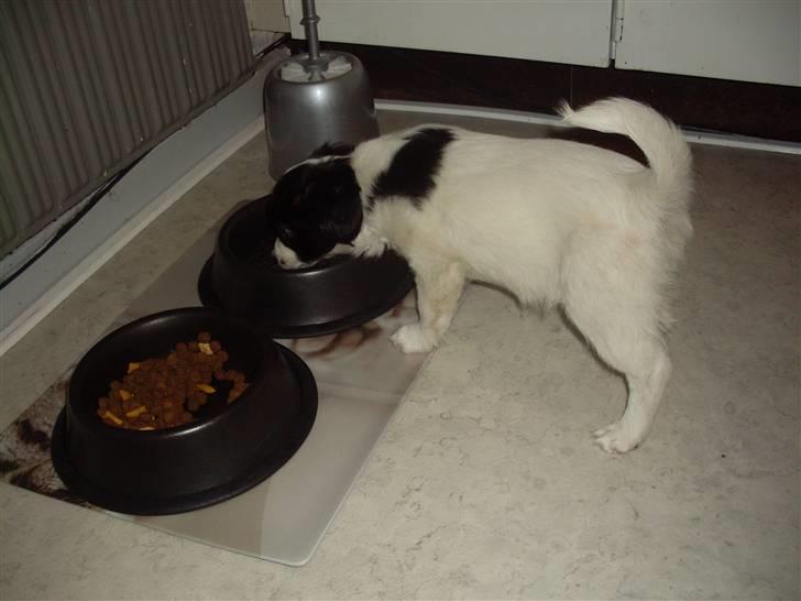 Blanding af racer Bixy Pixi - Man er da lidt sulten og tørstig efter en lang køretur til sit nye hjem. :) billede 2