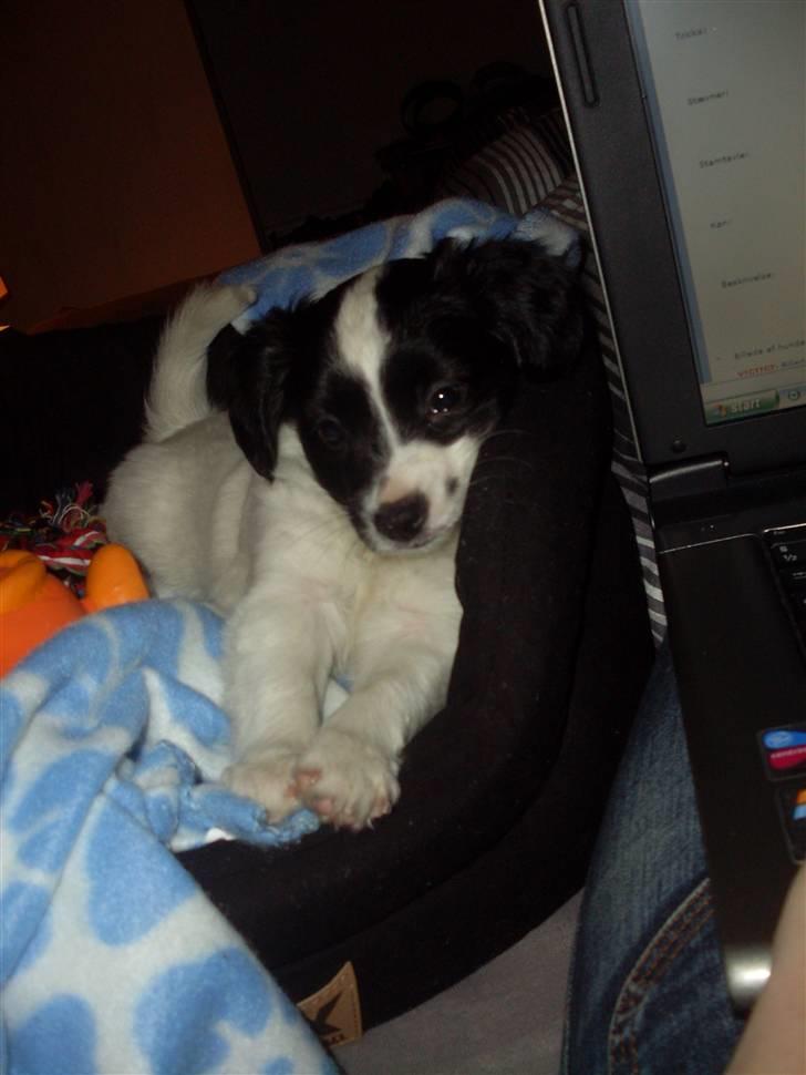 Blanding af racer Bixy Pixi - Samme dag som jeg kom til mit nye hjem. Er en meget træt lille vovse. billede 3