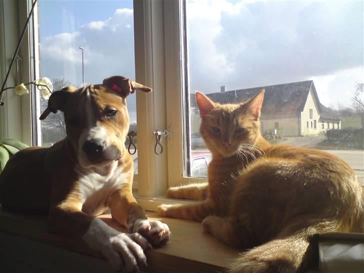 Amerikansk staffordshire terrier Great Vikings Angel Eye - Elvira og Topper billede 11