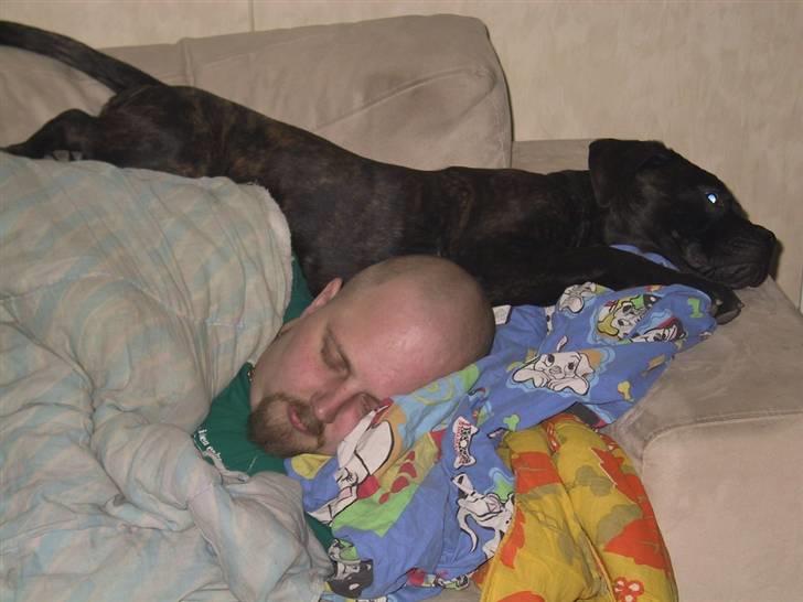 Amerikansk bulldog Aslan billede 12