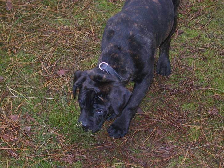 Amerikansk bulldog Aslan billede 13