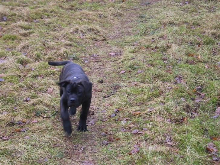 Amerikansk bulldog Aslan billede 14