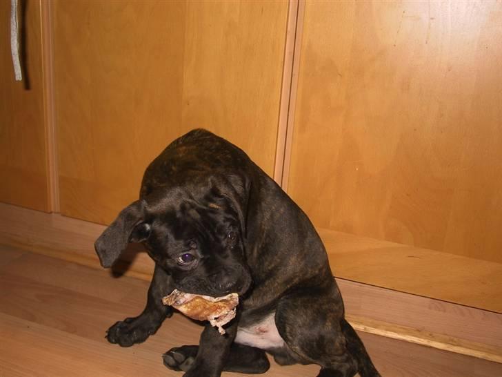 Amerikansk bulldog Aslan billede 15