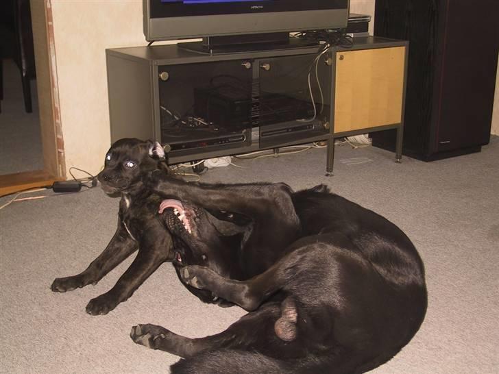 Amerikansk bulldog Aslan billede 16