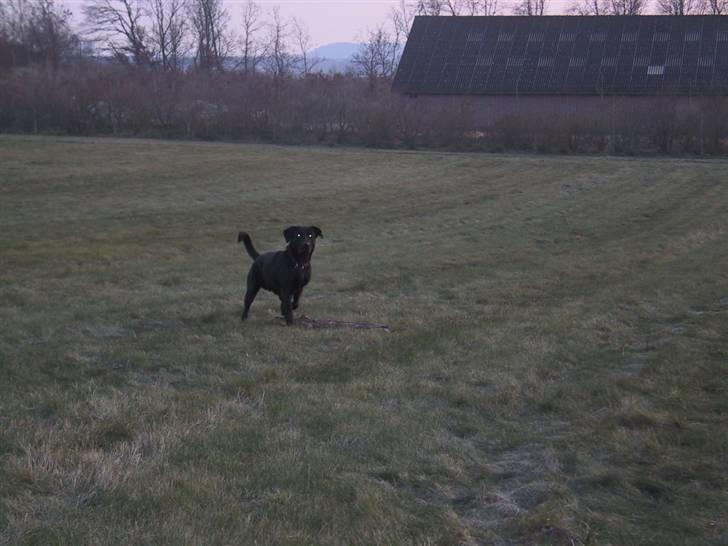 Labrador retriever Tyson billede 9