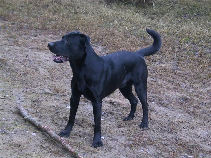 Labrador retriever Tyson billede 10